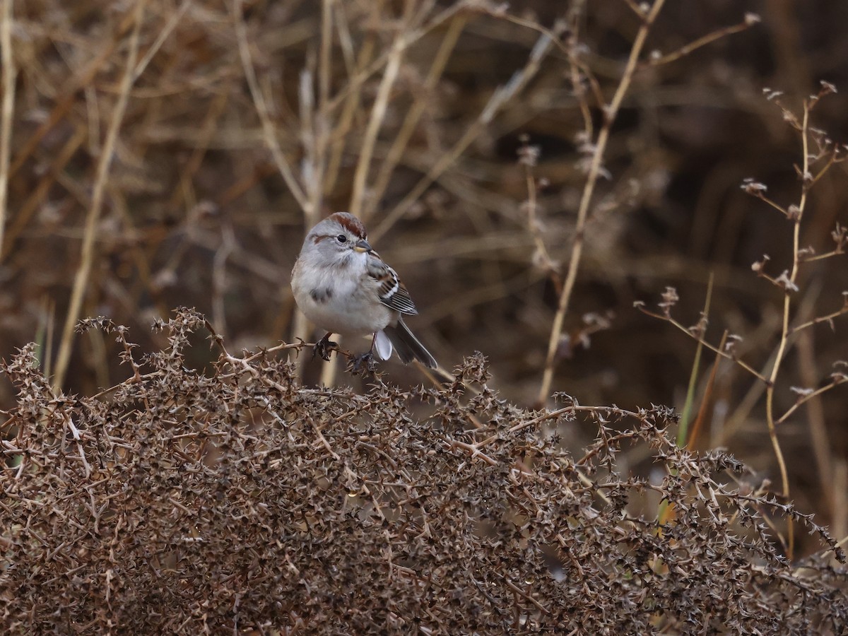 American Tree Sparrow - ML644679664