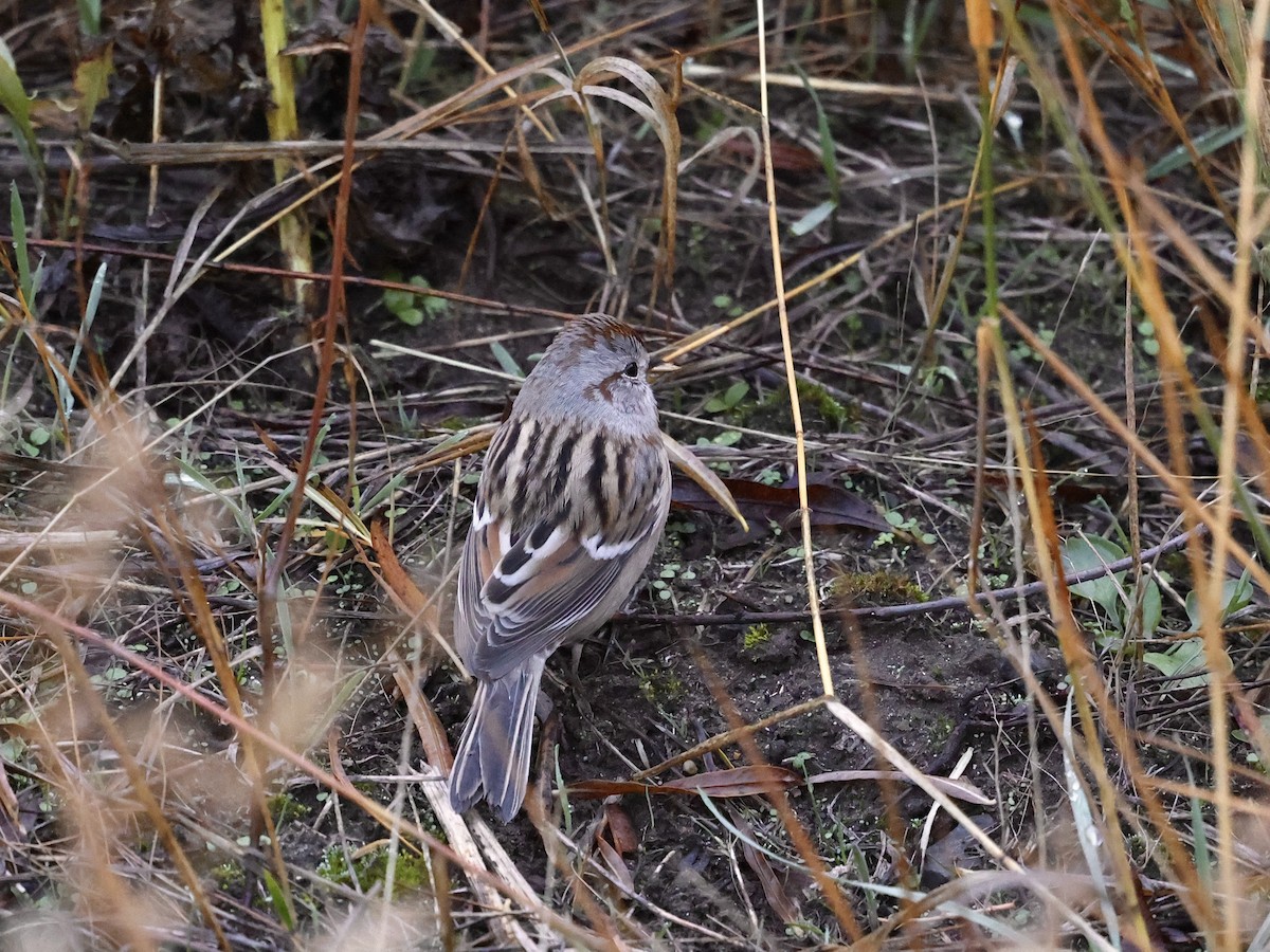 American Tree Sparrow - ML644679665