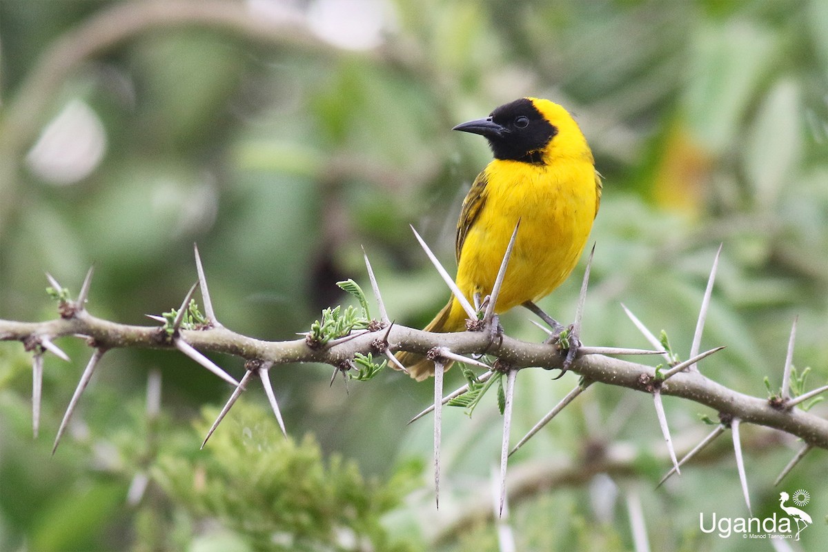 Slender-billed Weaver - ML644679670