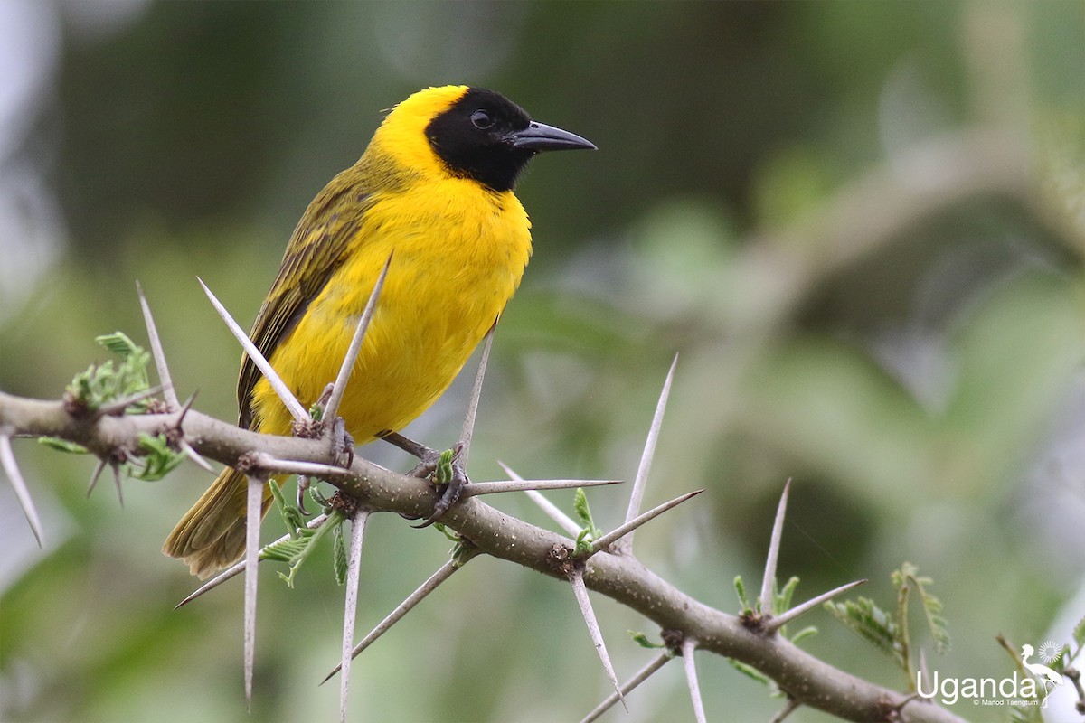 Slender-billed Weaver - ML644679671