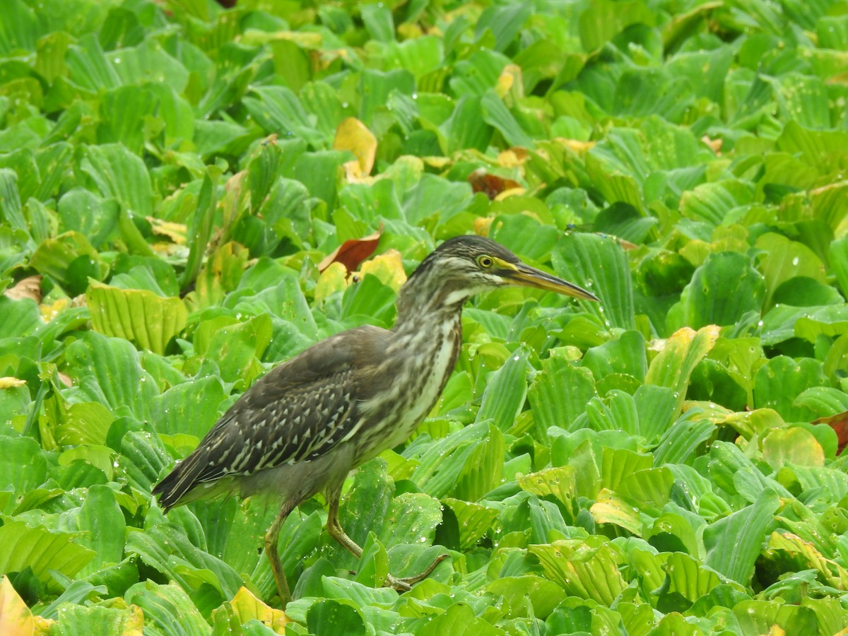 Héron strié - ML644679672