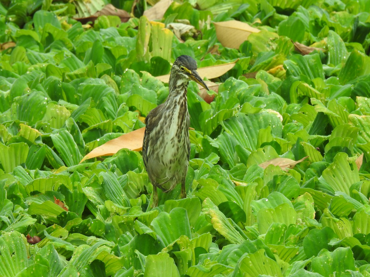 Héron strié - ML644679673