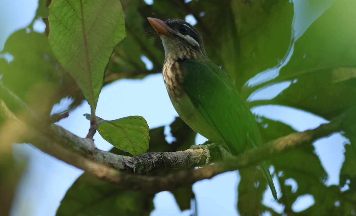 Barbu vert - ML644679676