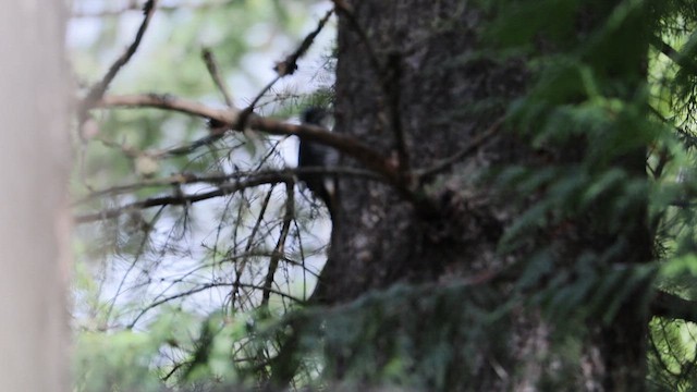 American Three-toed Woodpecker - ML644679681