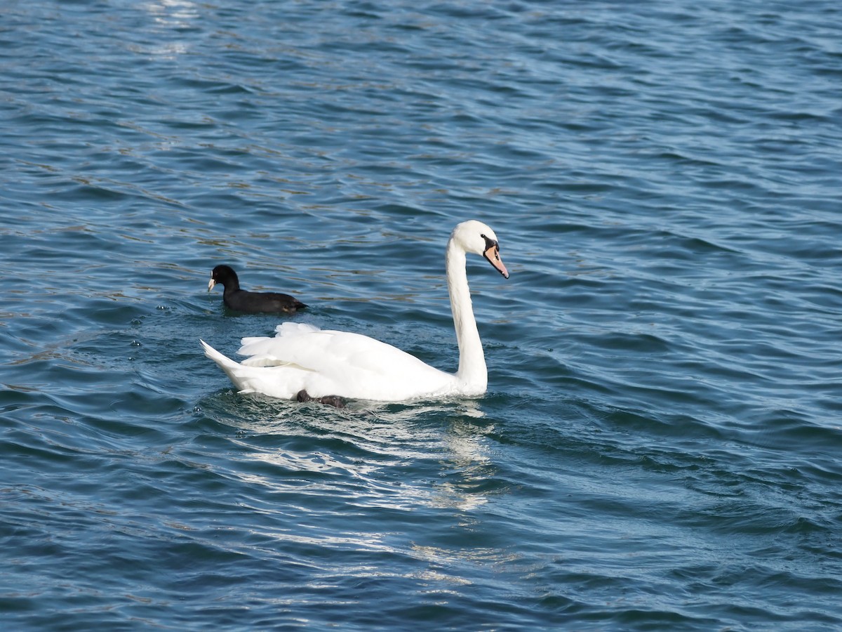 疣鼻天鵝 - ML644679683