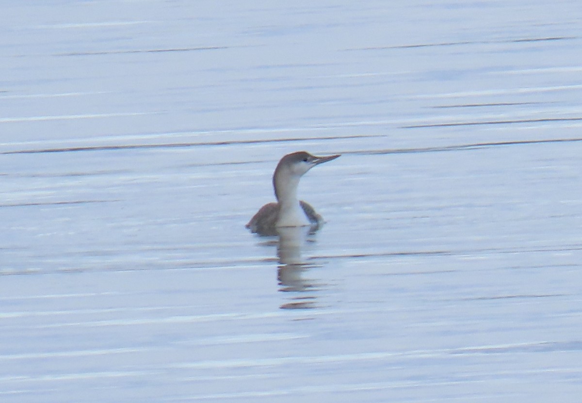 紅喉潛鳥 - ML644679695