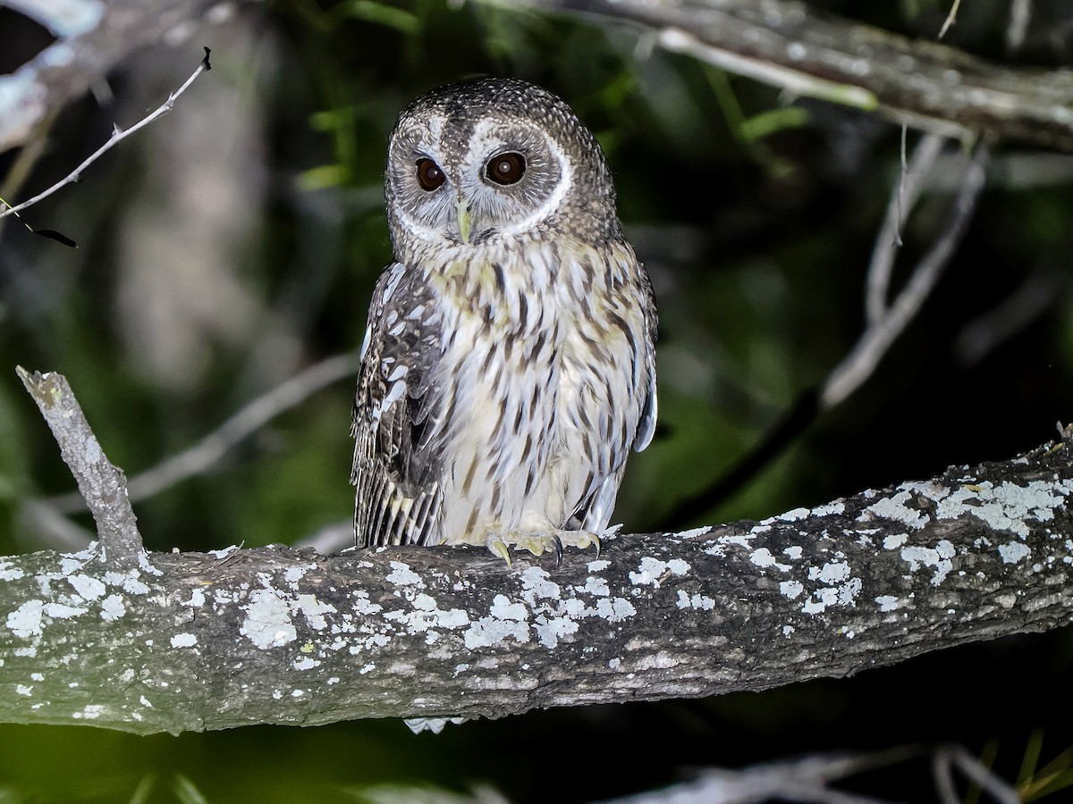 Mottled Owl - ML644679697