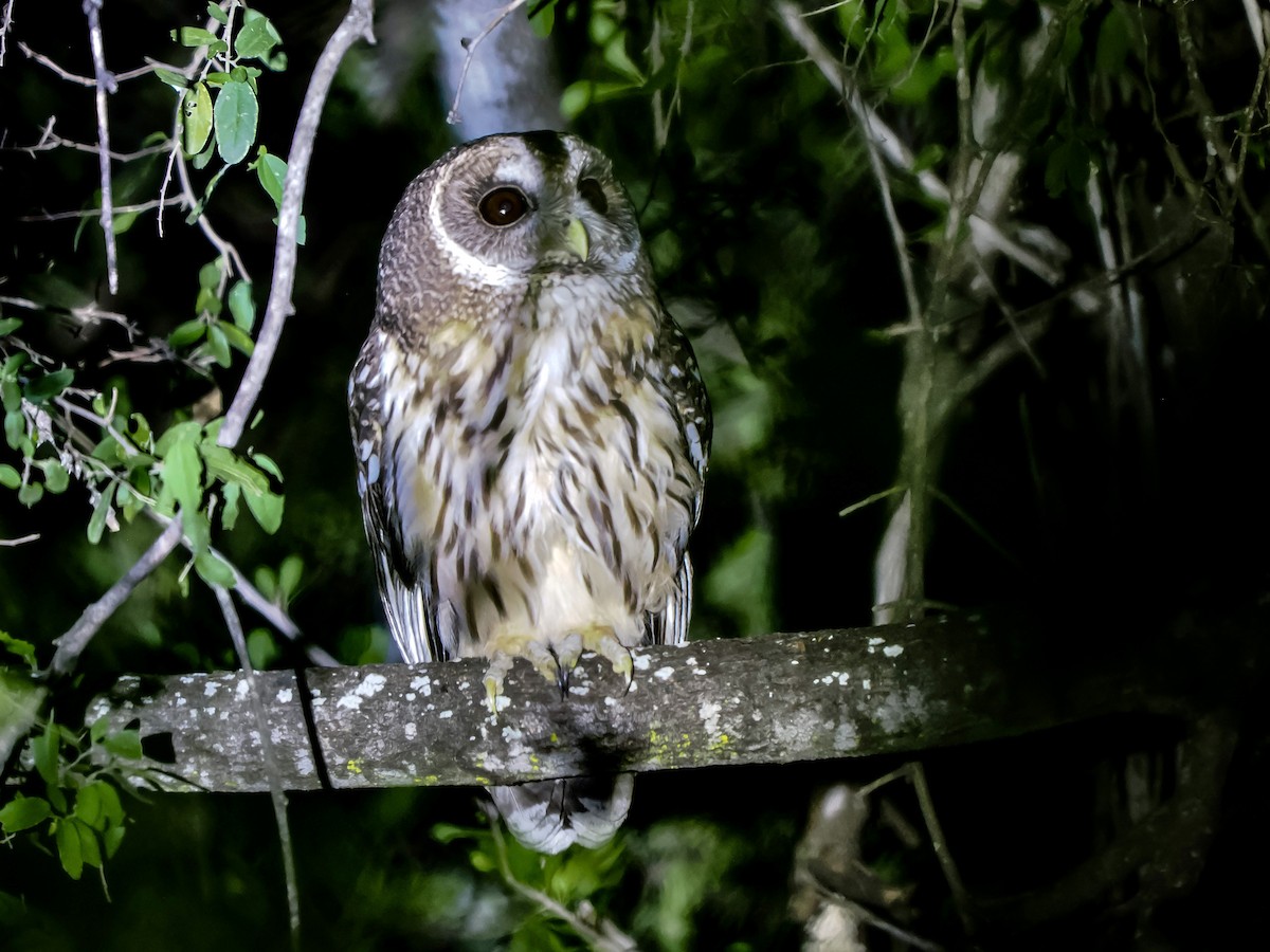 Mottled Owl - ML644679699