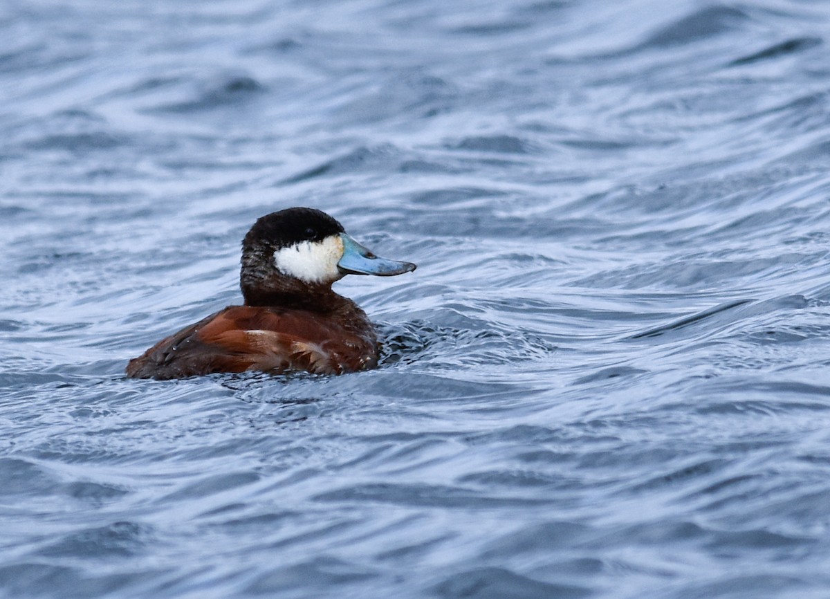 Савка американська - ML644679702