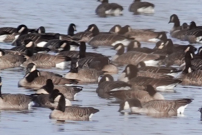 polargås - ML644679705