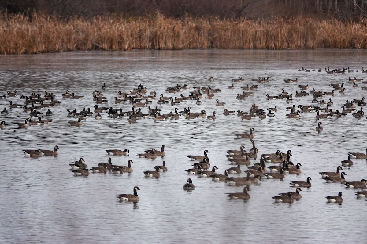 polargås - ML644679706