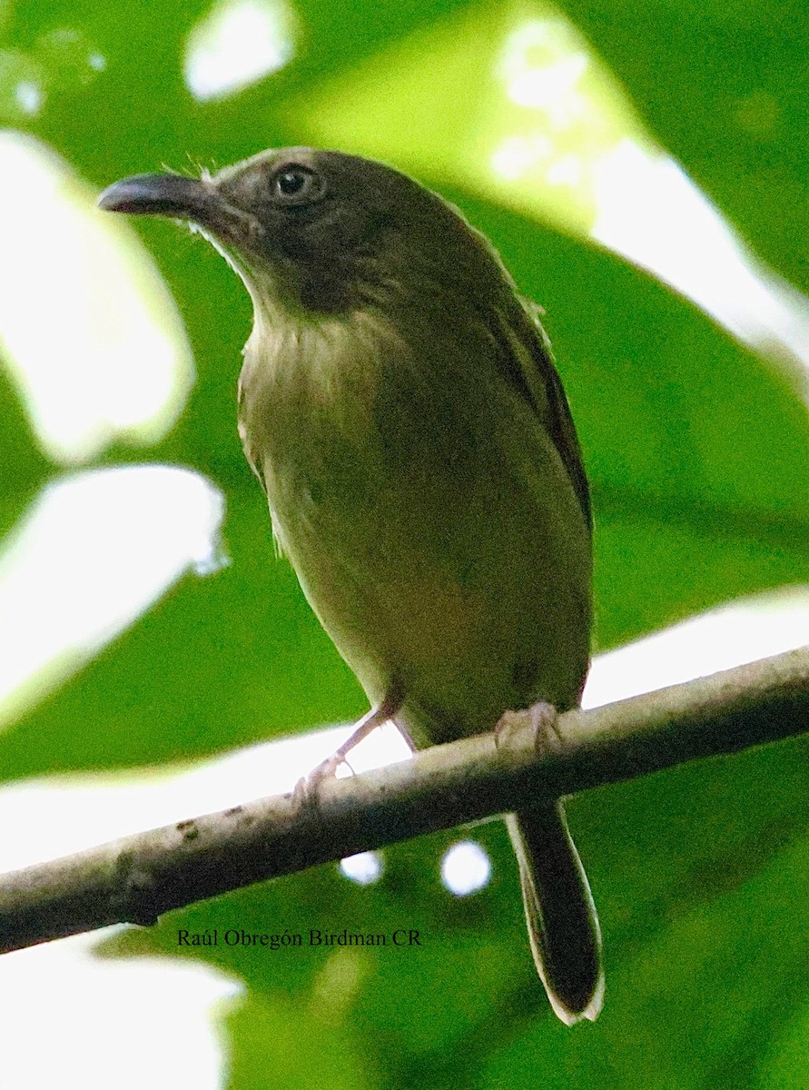 Southern Bentbill - ML644679707