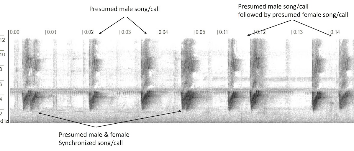Savanna Nightjar - ML644679708