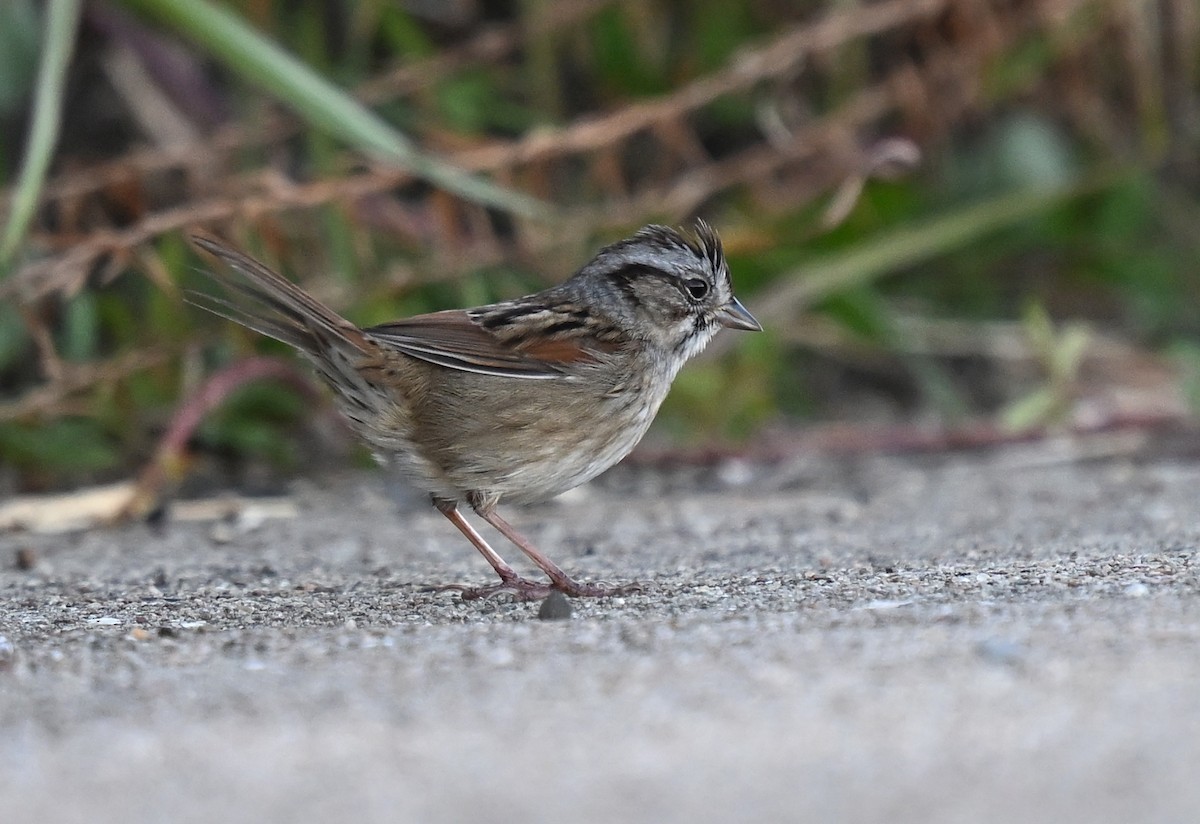 gråbrynspurv - ML644679712