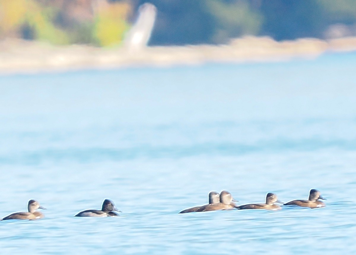 Ring-necked Duck - ML644679722