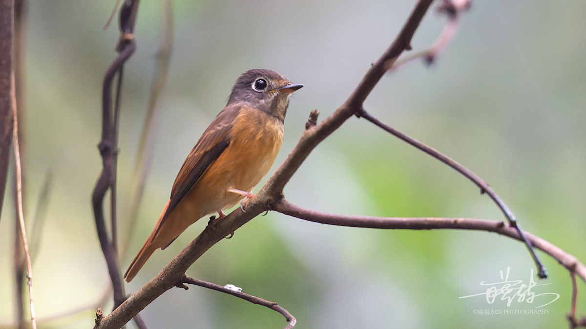 Rostschnäpper - ML644679723