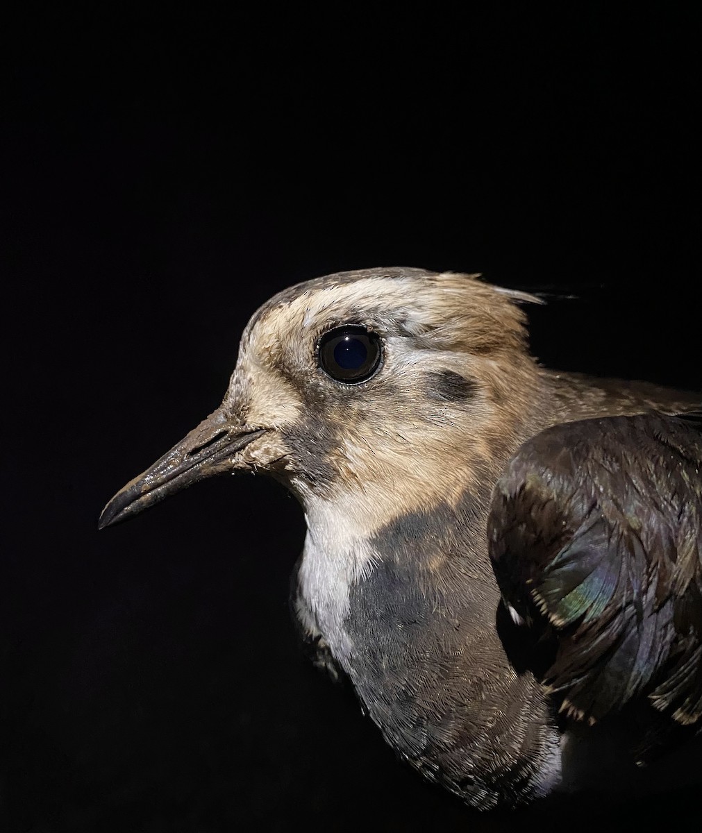 タゲリ - ML644679725