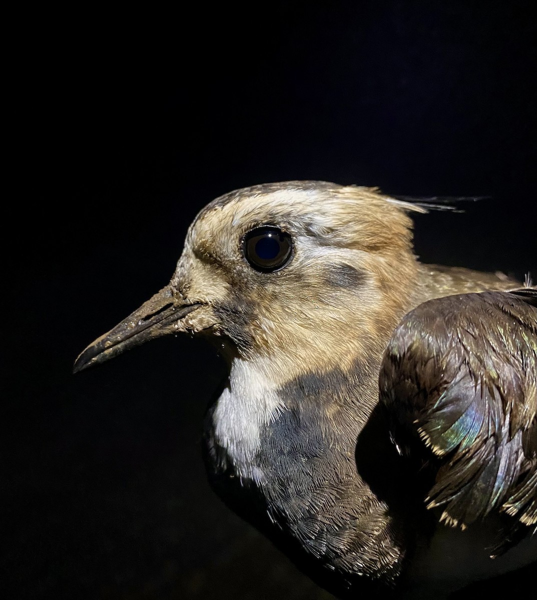 タゲリ - ML644679726