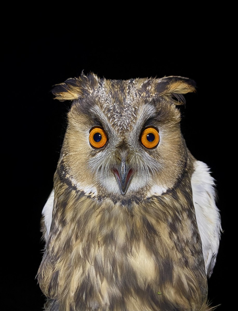 トラフズク - ML644679732