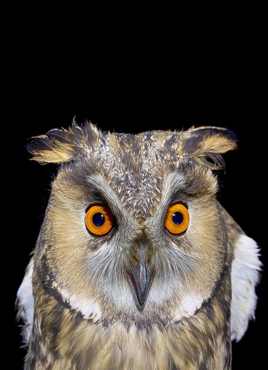 トラフズク - ML644679733