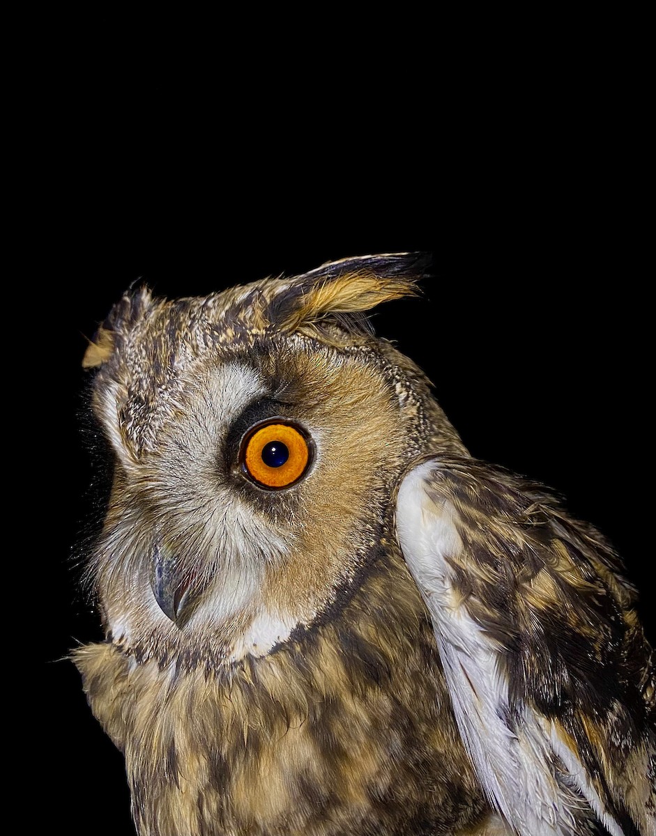 トラフズク - ML644679734