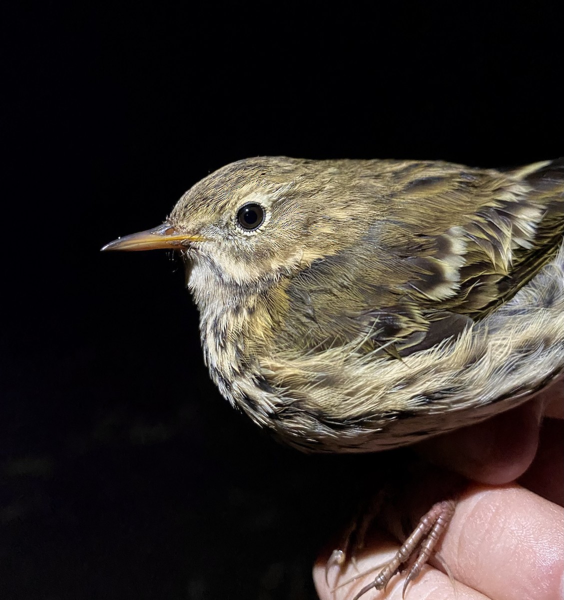 マキバタヒバリ - ML644679737