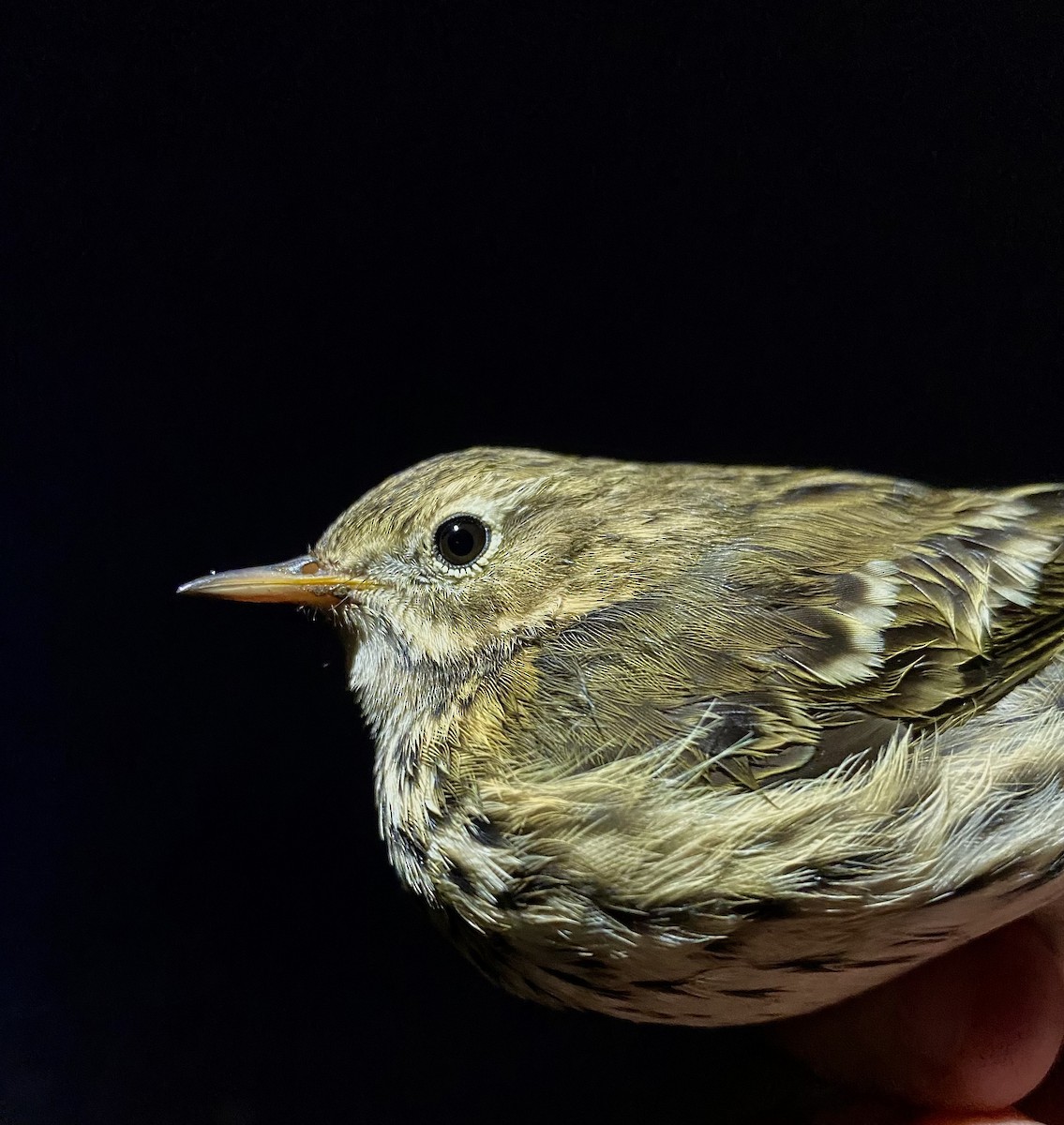 マキバタヒバリ - ML644679738