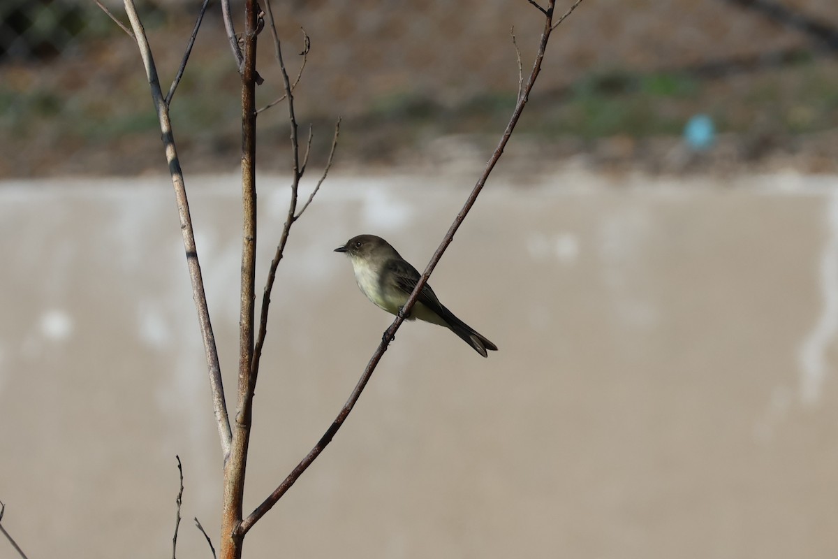 Eastern Phoebe - ML644679757