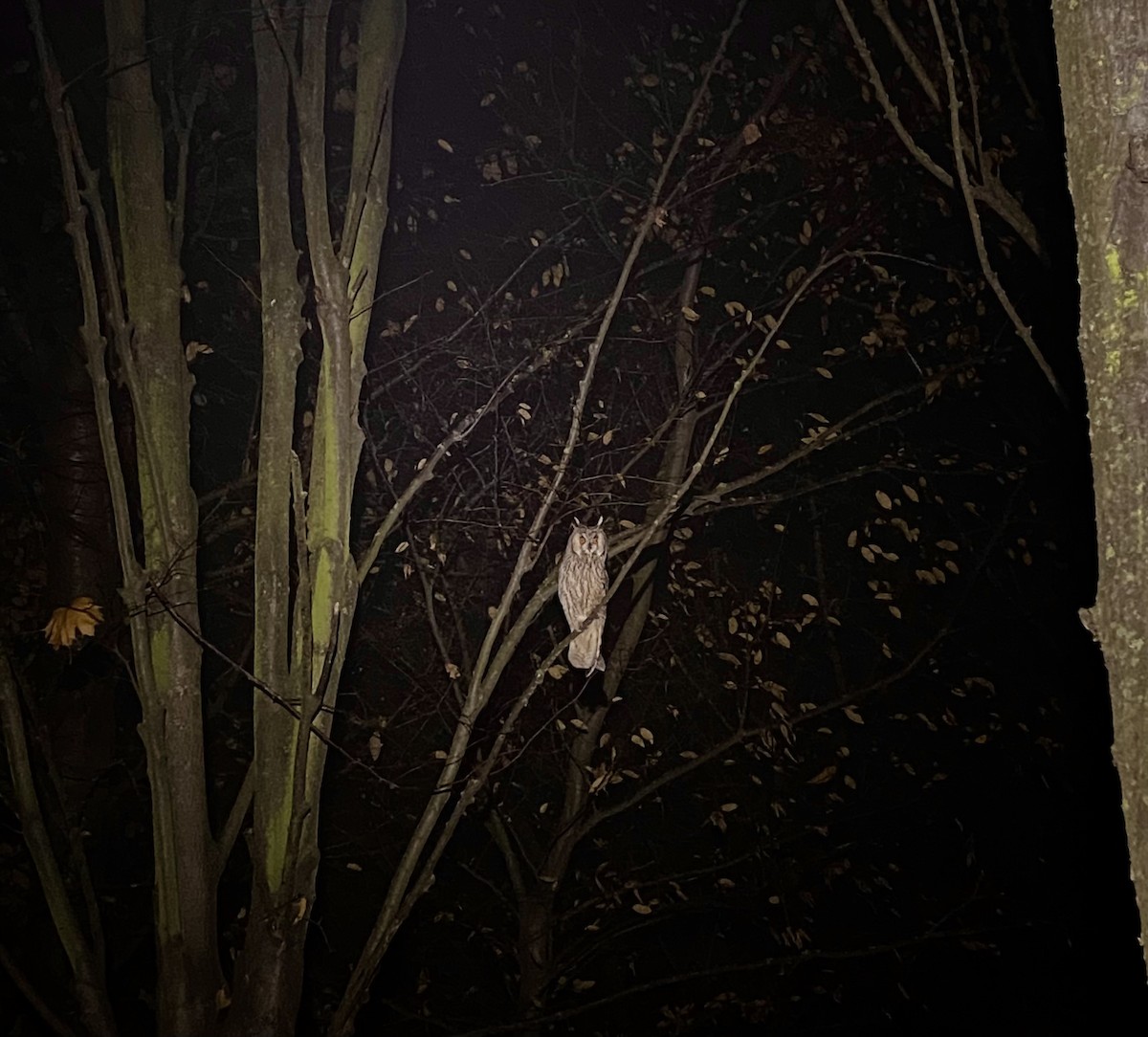 トラフズク - ML644679765