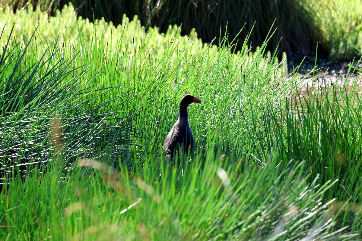 オーストラリアセイケイ - ML644679770