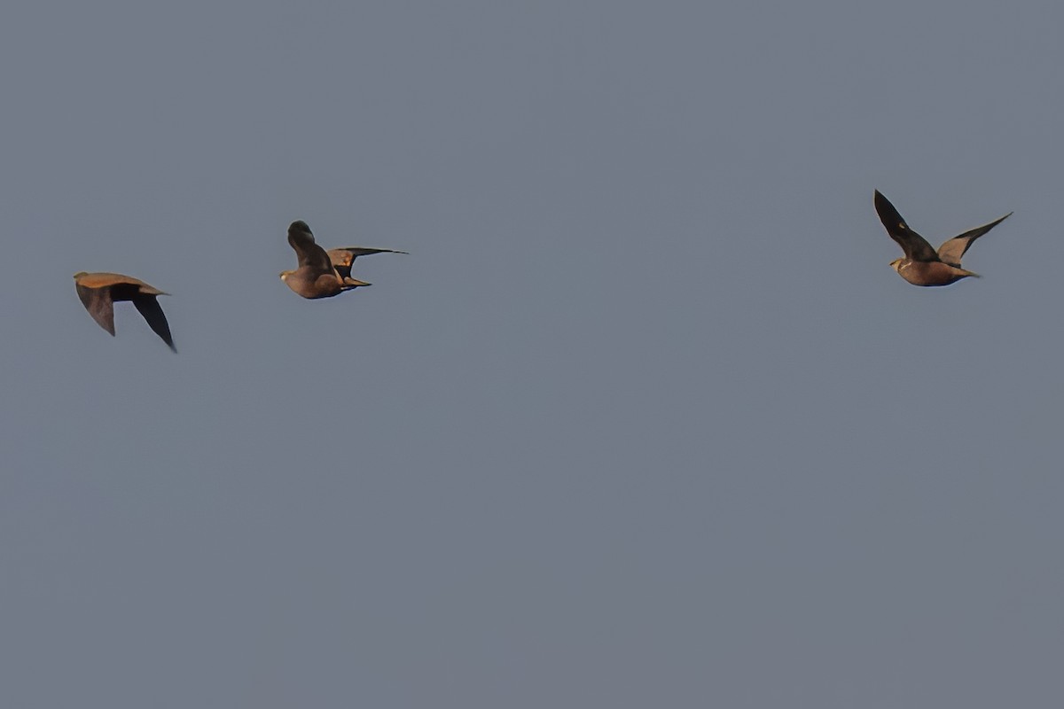 Желтогорлый рябок - ML644679780