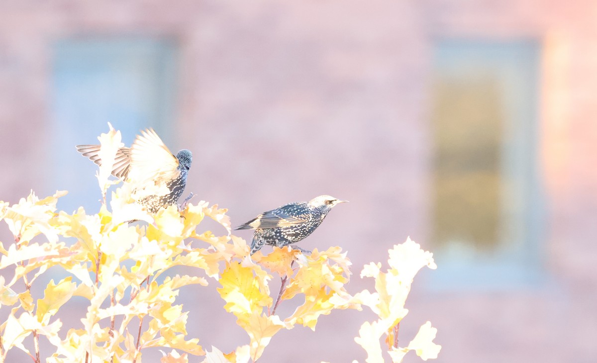 European Starling - ML644679782