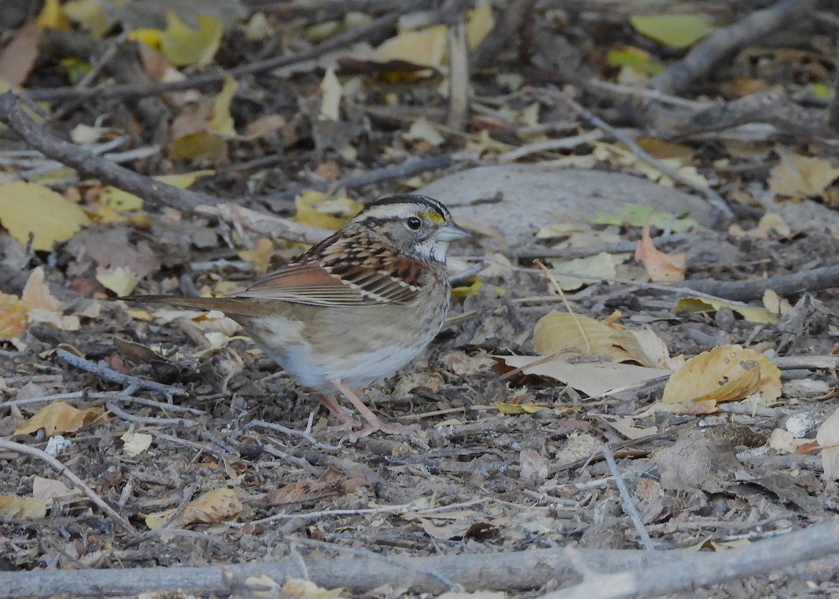 ノドジロシトド - ML644679789