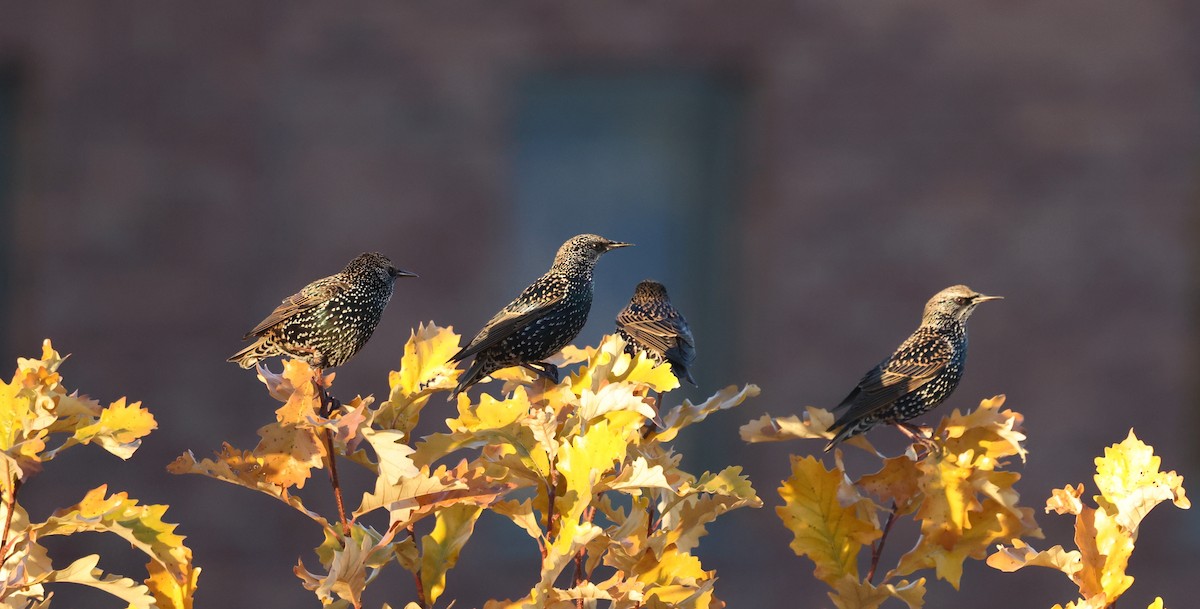 European Starling - ML644679793