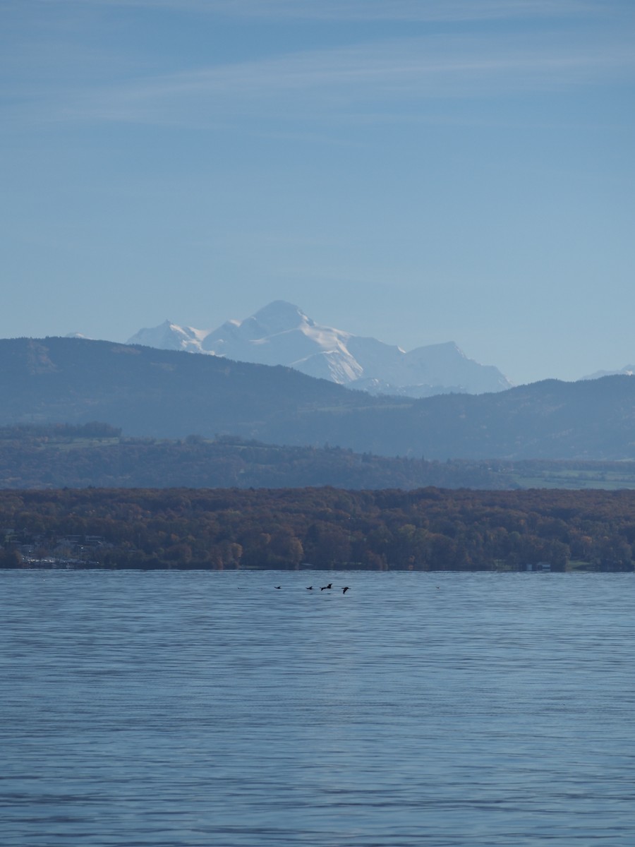 Большой баклан (sinensis/hanedae) - ML644679795