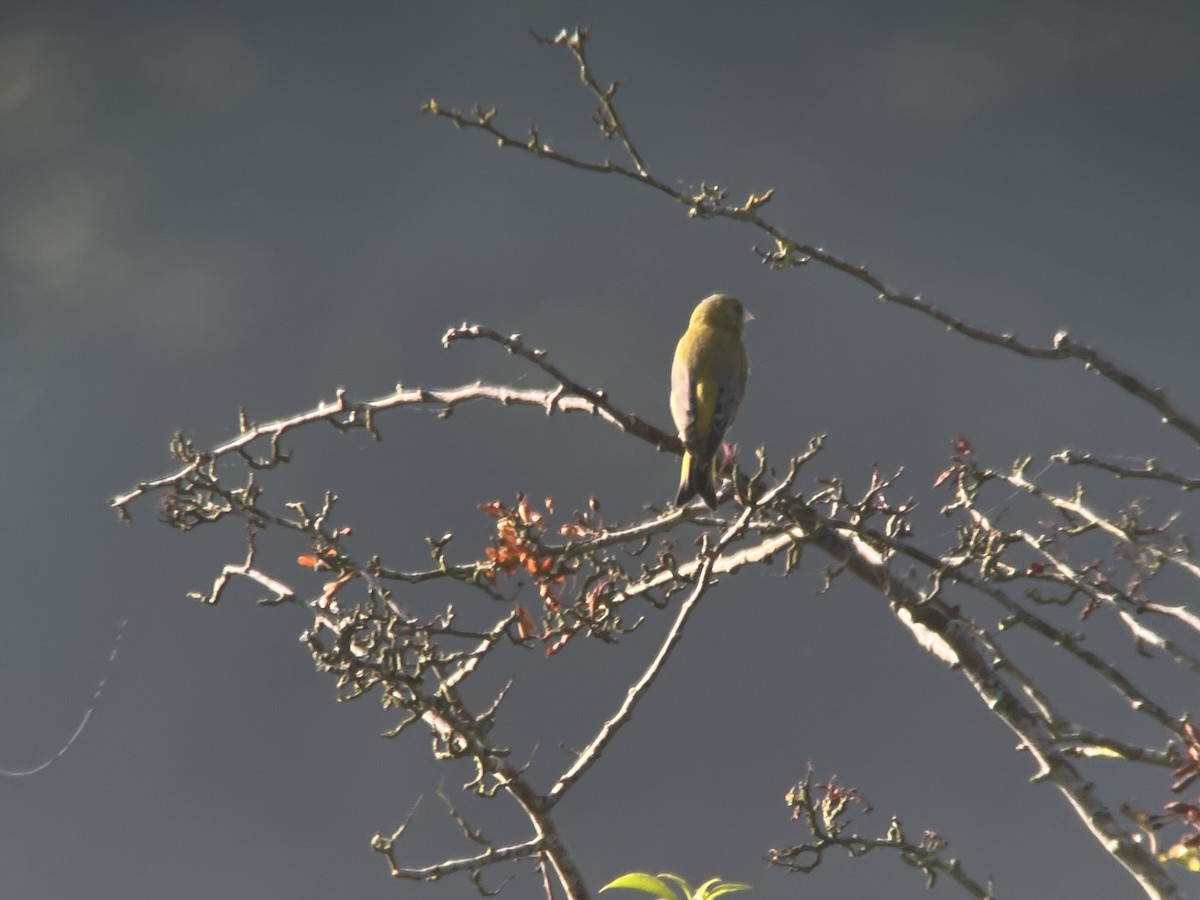 Verdier d'Europe - ML644679797