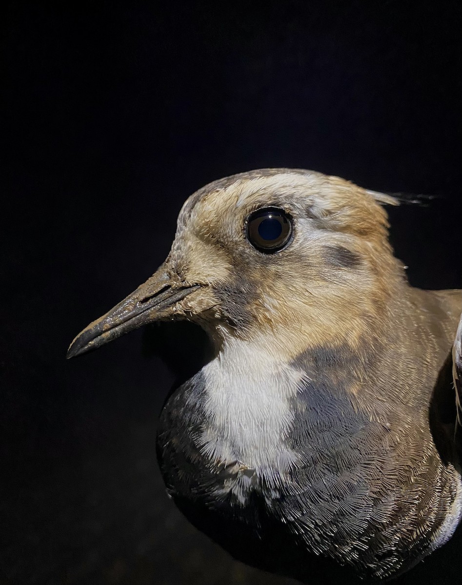 タゲリ - ML644679799