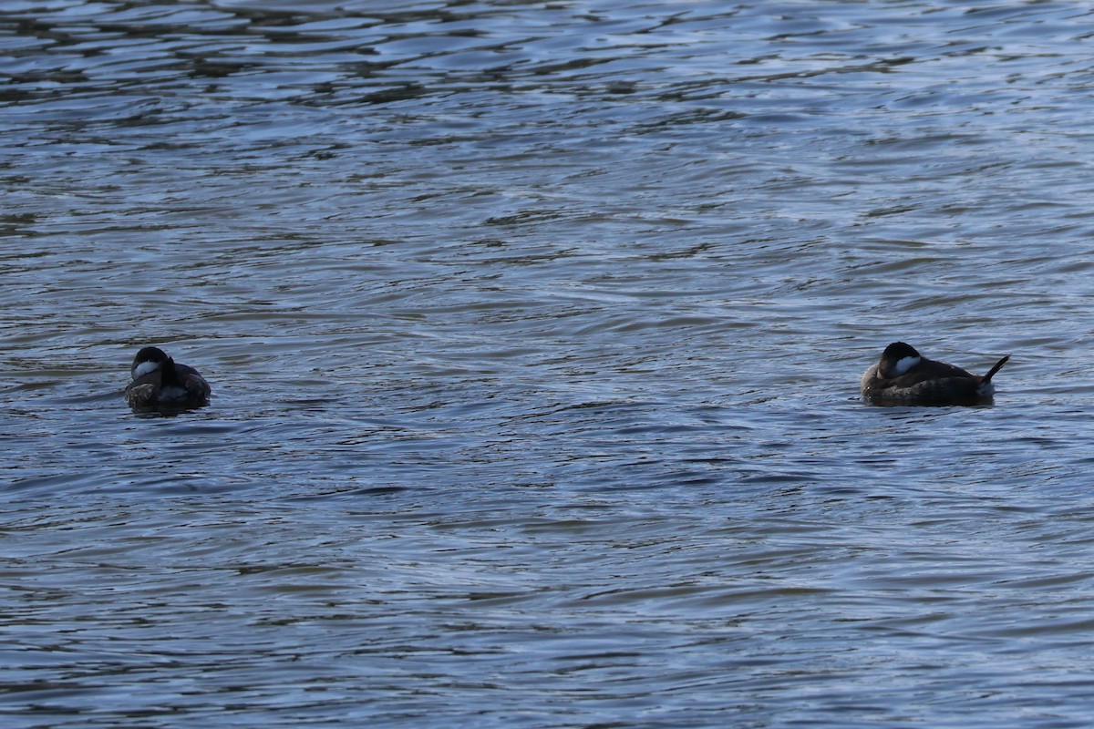 Савка американська - ML644679808