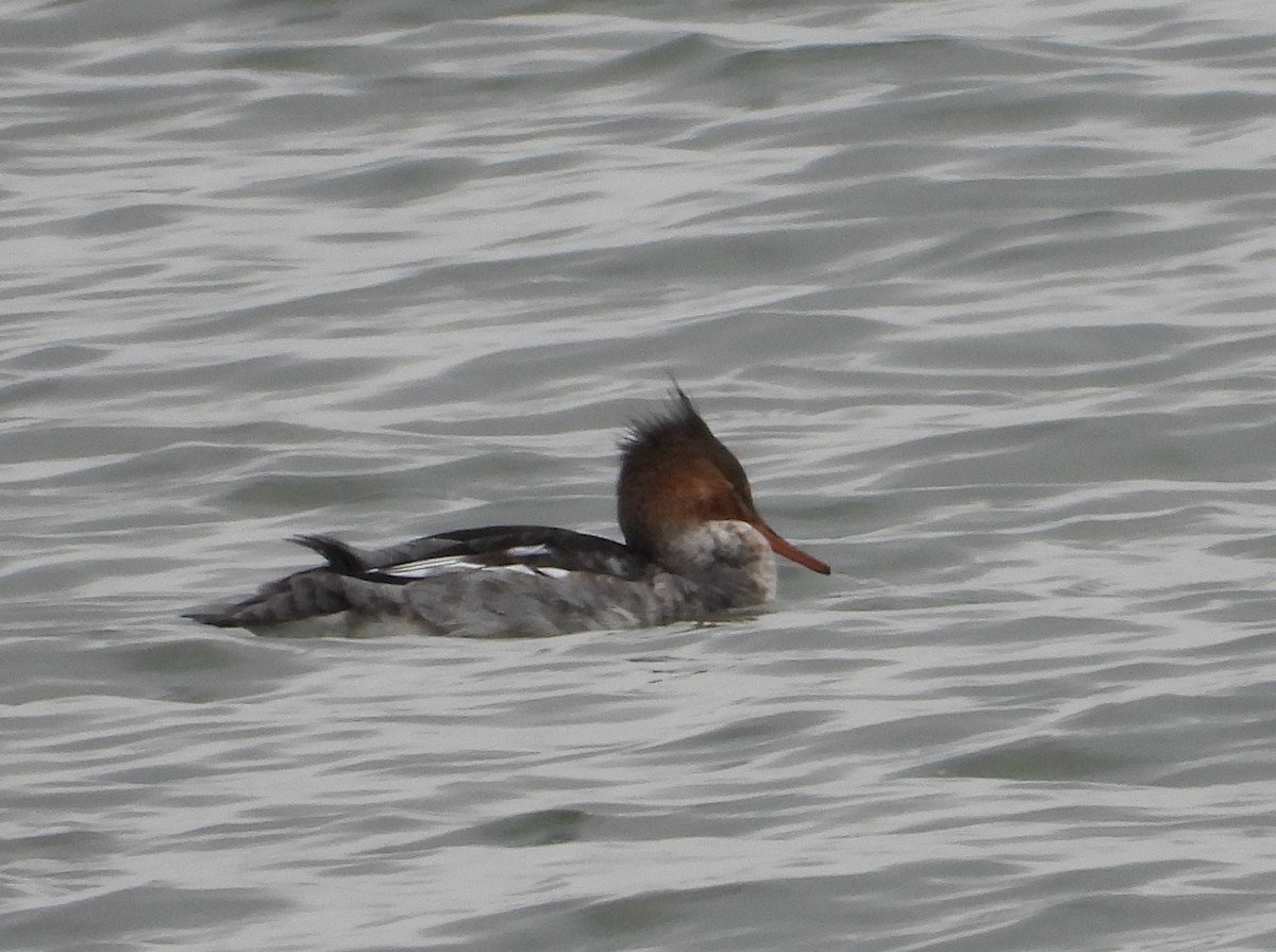 Red-breasted Merganser - ML644679810