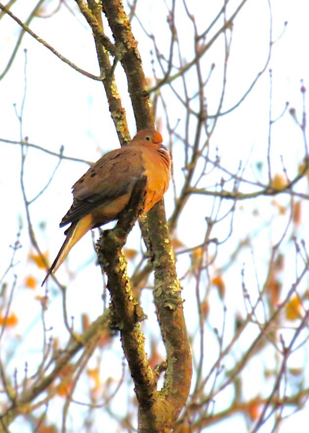 Mourning Dove - ML644679814