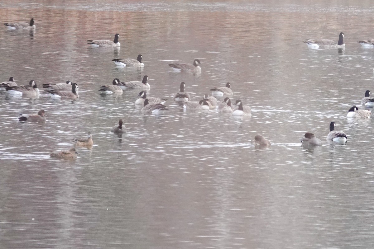 Boz Ördek - ML644679815