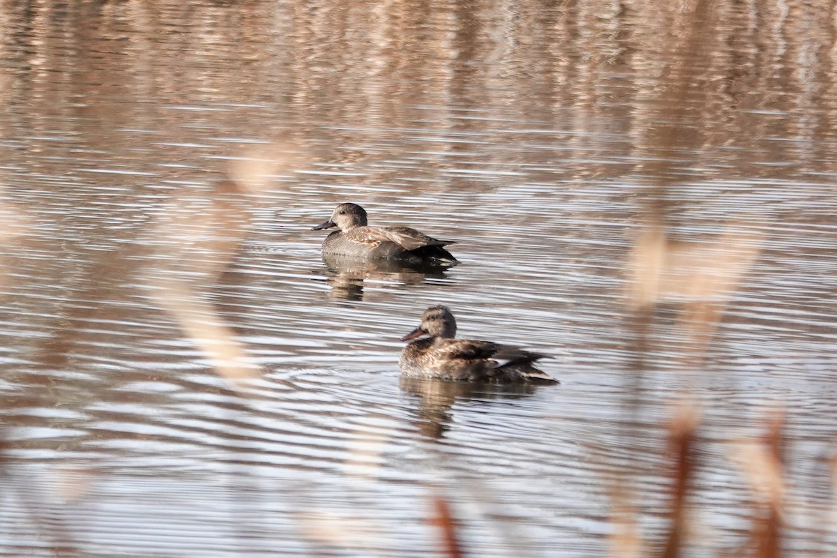 Boz Ördek - ML644679816