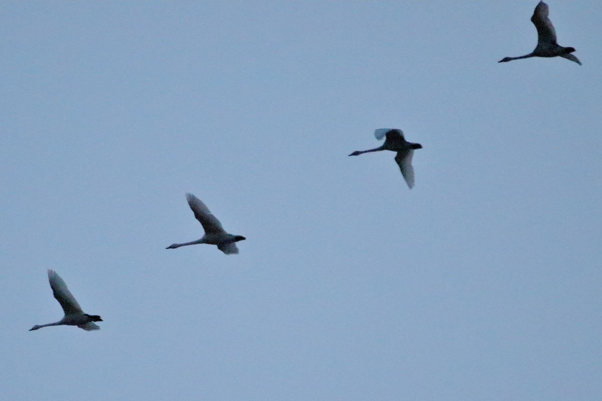 Американский лебедь (Американский) - ML644679826