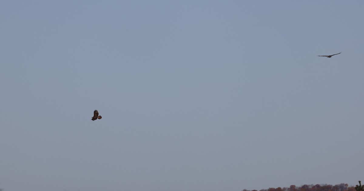 Red-tailed Hawk - ML644679830