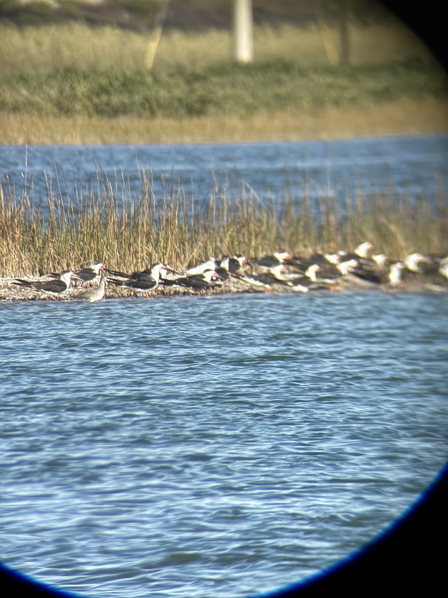 Black Skimmer - ML644679857