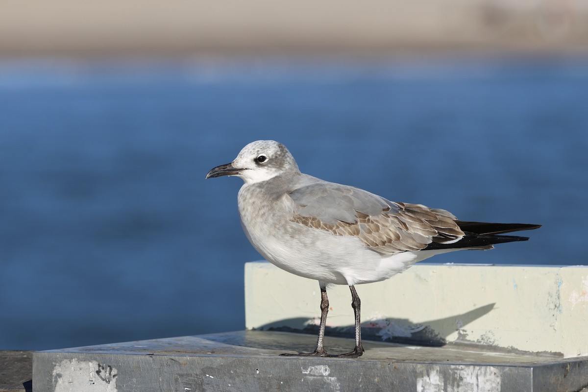 Gabbiano sghignazzante - ML644679867