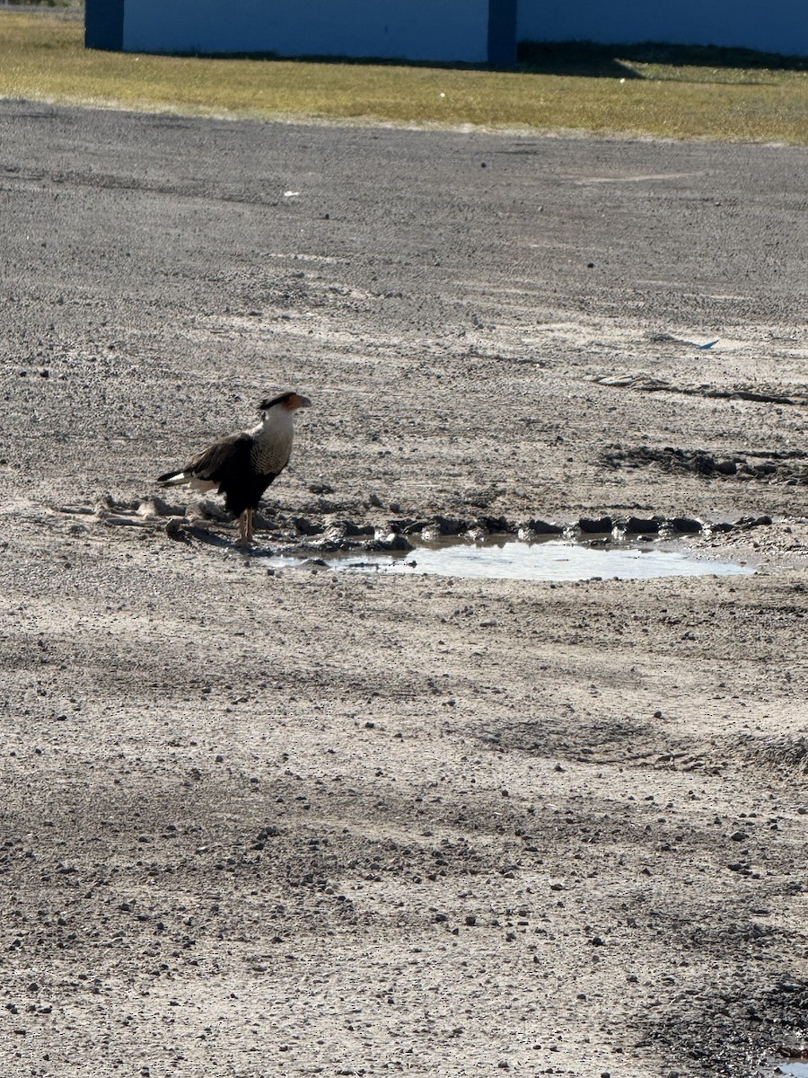 Crested Caracara - ML644679878