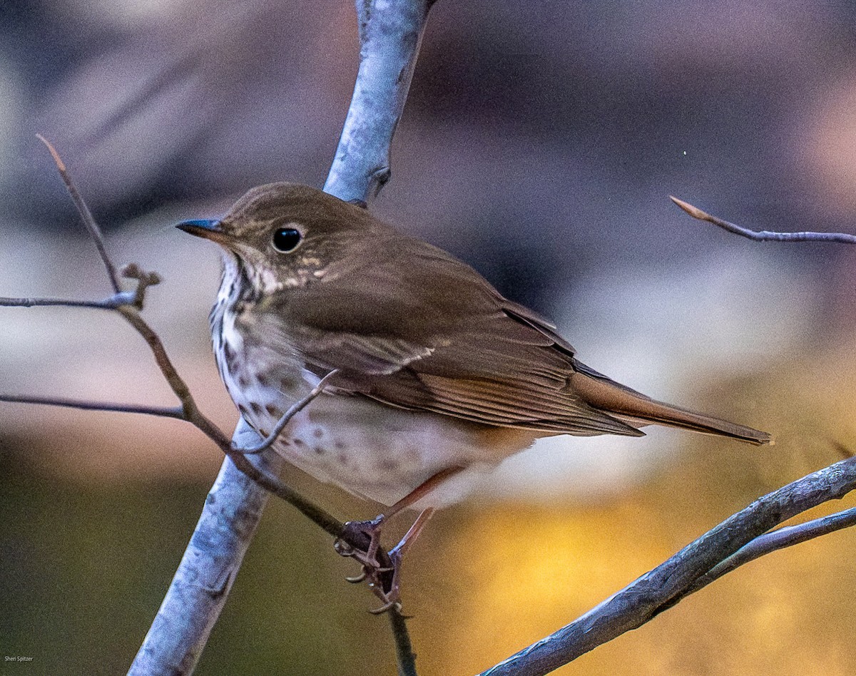 Hermit Thrush (faxoni/crymophilus) - ML644679885