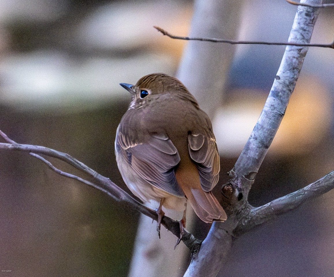 Hermit Thrush (faxoni/crymophilus) - ML644679886