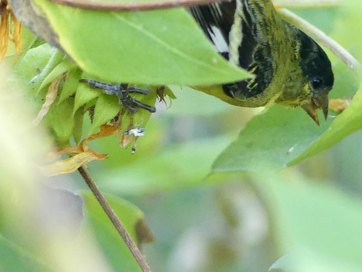 Jilguero Menor - ML644679909